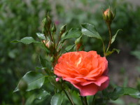 Rosen im Mai