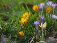 Krokusse, Iris und Schneeglöckchen