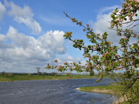 Blütenzauber an der Elbe