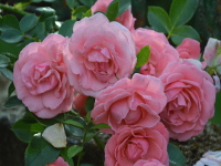 Rosenzeit im Garten
