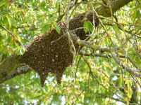 Bienenschwarm im Kirschaum