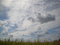 Wolkenspiel über dem Maisfeld
