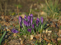 Frühblüher