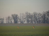 Rehe