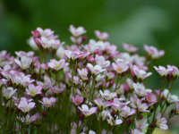 Blumen im Garten