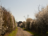 Kirschallee blüht