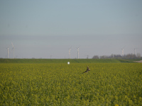 Rehe im Rapsfeld