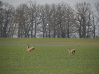 Rehe