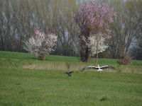 Storch