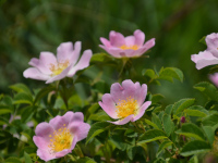 Hagebuttenblüten