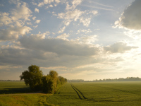 Morgens an der Elbe