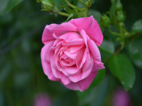 Rosen im Garten