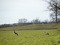 Rehe