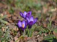 Frühblüher